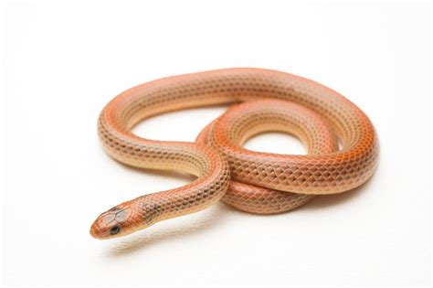 Western Ground Snake (Sonora semiannulata) - Joel Sartore