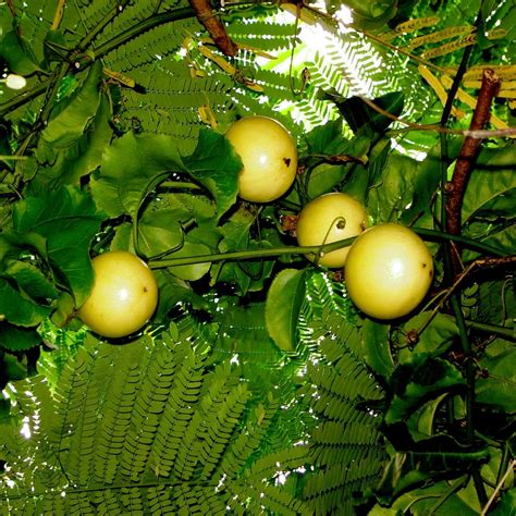 Yellow Passion Fruit Tree Seedling Yellow Passion Fruit Live Plant