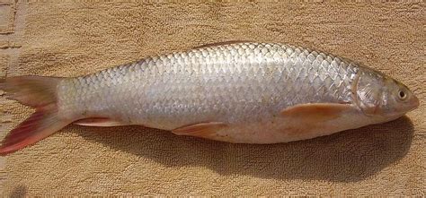 Pakistani and Indian Fishes With Names | Download Photos