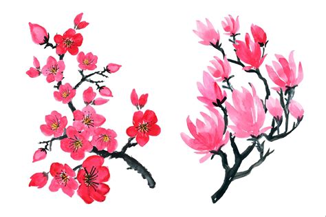 Japanese plants sakura pink cherry blossom flowers.watercolor drawing ...