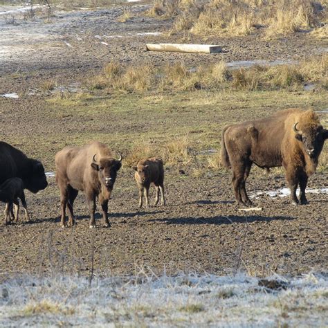 NEAGRA BISON RESERVATION Guide (2026) All You Need to Know BEFORE You ...