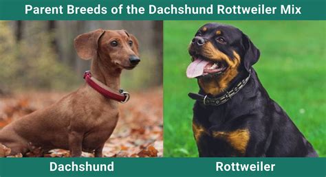 Dachshund Rottweiler Mix: Info, Pictures, Care Guide & More – Dogster