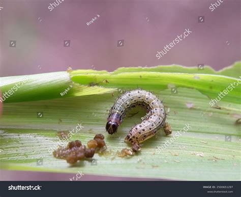 Army Worms Armyworms Spodoptera Frugiperda Stock Photo 2500651297 ...