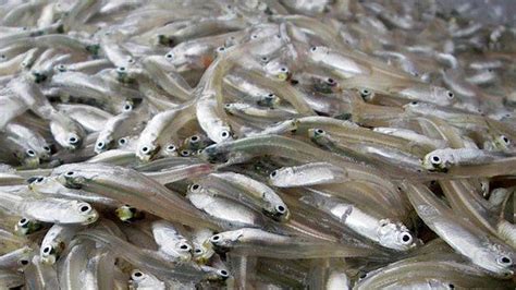 Ini Dia Jenis Ikan yang Direncanakan Dipakai untuk Produksi Susu Ikan ...