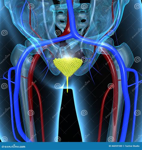Urinary Bladder