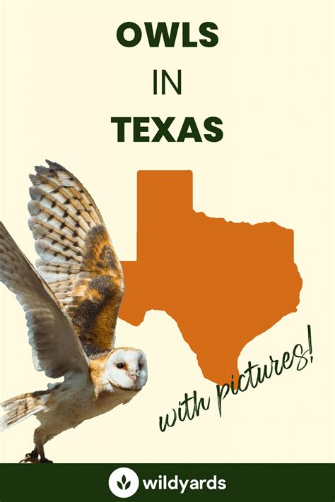 All 12 Owls in Texas [With Sounds & Pictures]