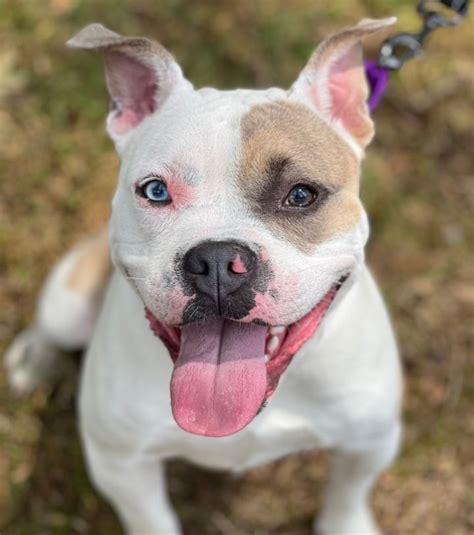 N.J. pets in need: Aug. 22, 2022 - nj.com