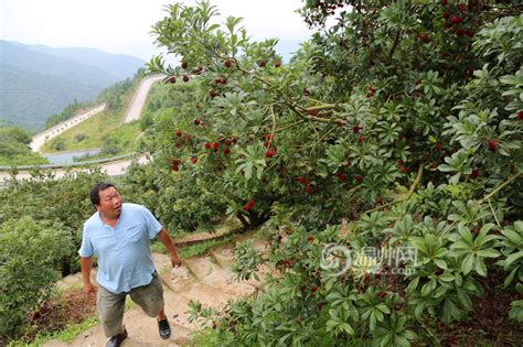 安徽淮北一农民上访北京归来 六十棵果树被砍 — 普通话主页