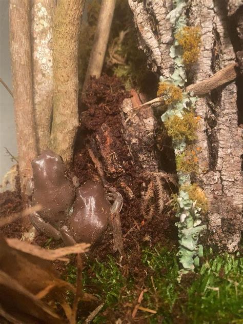 Image result for Petco Green Tree Python