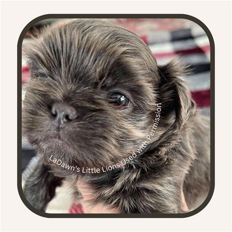 Do Black Shih Tzus Stay Black