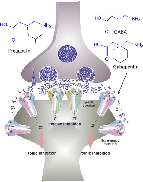 An enigmatic role of tonic inhibition in gabapentin therapy - eBioMedicine