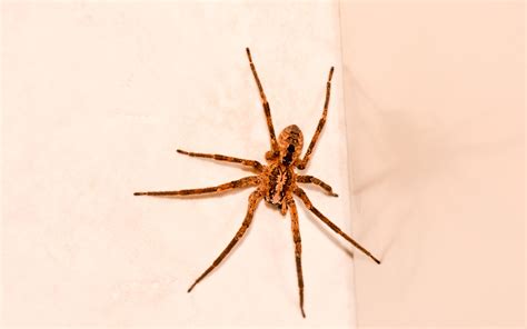 What is the Biggest Spider in Oregon? - Prime Pest Solutions