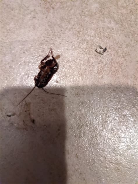 Settle a bet, cockroaches or cricket? (smashed obviously) : r/whatsthisbug