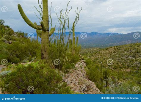 Desert Horizons stock photo. Image of ocotillo, park - 80463098