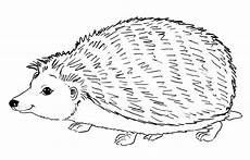 einfache malvorlage igel igel malvorlagen kostenlos zum ausdrucken ausmalbilder einfache malvorlage igel igel malvorlagen kostenlos zum ausdrucken ausmalbilder
