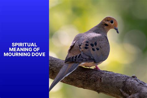 Exploring the Spiritual Meaning of Mourning Dove: Symbolism and ...