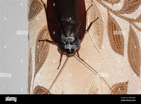 Image result for Large Cockroach