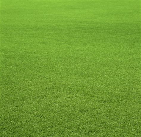 royal Hybrid Bermuda Grass Seed, Packaging Type: Bag, Packaging Size ...