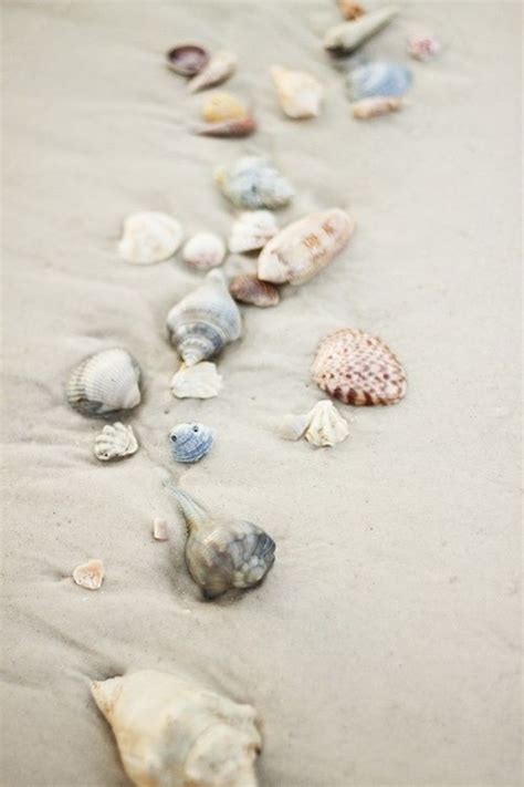 Image result for Hard Sea Shells