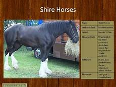 ausmalbilder pferde rassen das hier sind die sanften riesen shire horses pferde ausmalbilder pferde rassen das hier sind die sanften riesen shire horses pferde