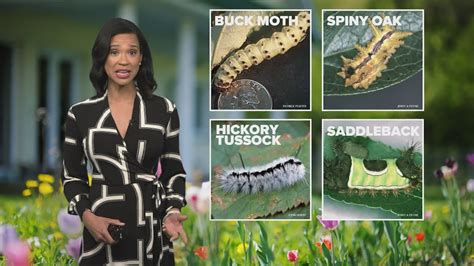 What stinging caterpillars look like and how to treat a sting | khou.com