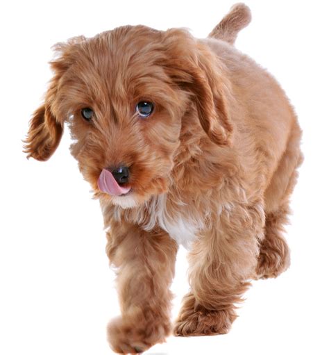Image result for Cockapoo Terrier Mix