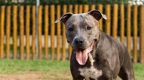 Are Pit Bulls Good House Dogs