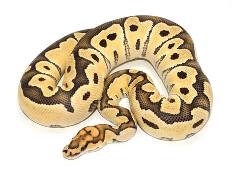 Image result for Ghost Clown Ball Python