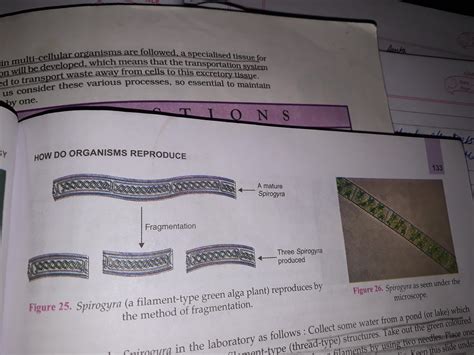 diagram for fragmentation in spirogyra - Brainly.in