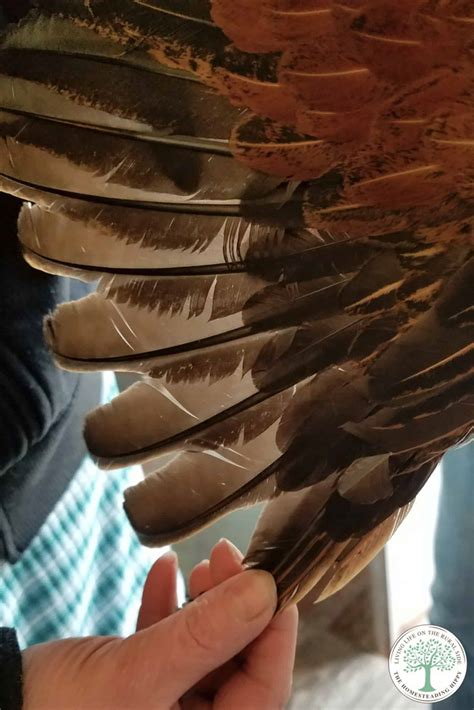 Clipping Chicken Wings - How And Why You Should