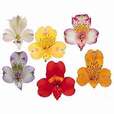 il significato segreto dei fiori il linguaggio dei fiori significato fiori il significato segreto dei fiori il linguaggio dei fiori significato fiori