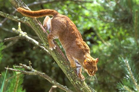 Life Cycle Of A Rusty Spotted Cat at Ashley Eaton blog