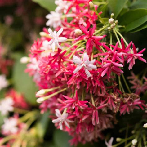 Rangoon Creeper(Madhumalathi) – Wayanadan Touch Garden