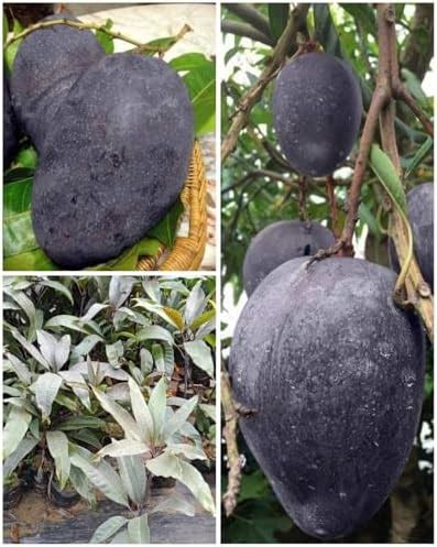 Native Earth Black Stone Mango Grafted Plant - Indonesia Variety ...