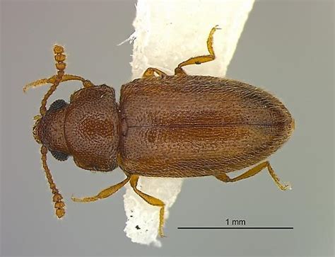 Image result for Microcrypticus Scriptum