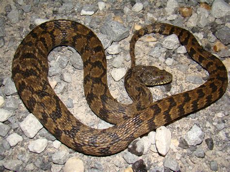 Diamond-backed Watersnake - Nerodia rhombifer | Brad Glorioso’s ...