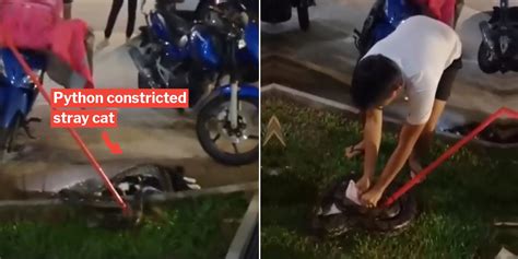 Image result for Python Attack Cat