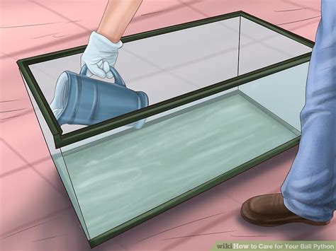 How to Take Care of Ball Python 的图像结果