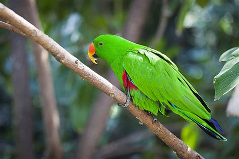 Image result for Parrot Search Algorithm
