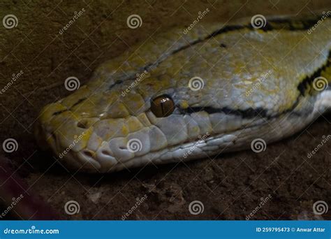 Image result for Non Venomous Snake Reticulated Python