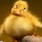 Image result for Spring Baby Animals Ducks