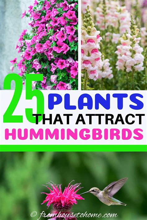 Hummingbird plants 25 of the best flowers that attract hummingbirds ...