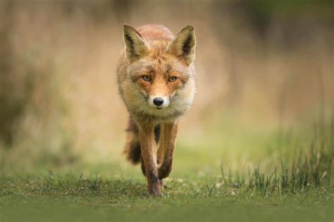 List of the Different Types of Foxes - Facts.net