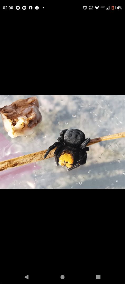 Does he venomous? : r/spiders