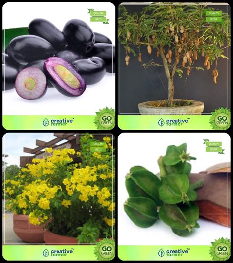 Creative Farmer Seeds Combo Pack Syzygium Cumini,Tamarind,Tecoma Stans ...