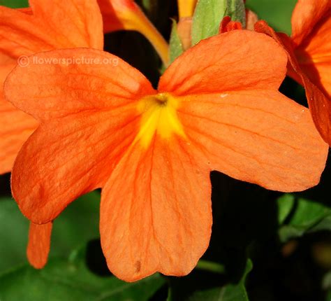 Crossandra | Crossandra infundibuliformis