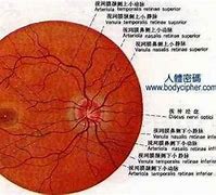 视网膜 的图像结果