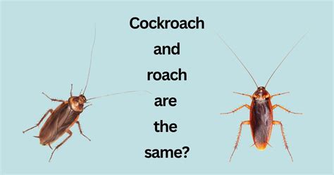 Image result for Gecko vs Cockroach