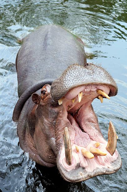 Image result for Hippo vs Python