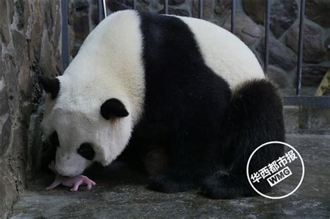 大熊猫孕期多少个月